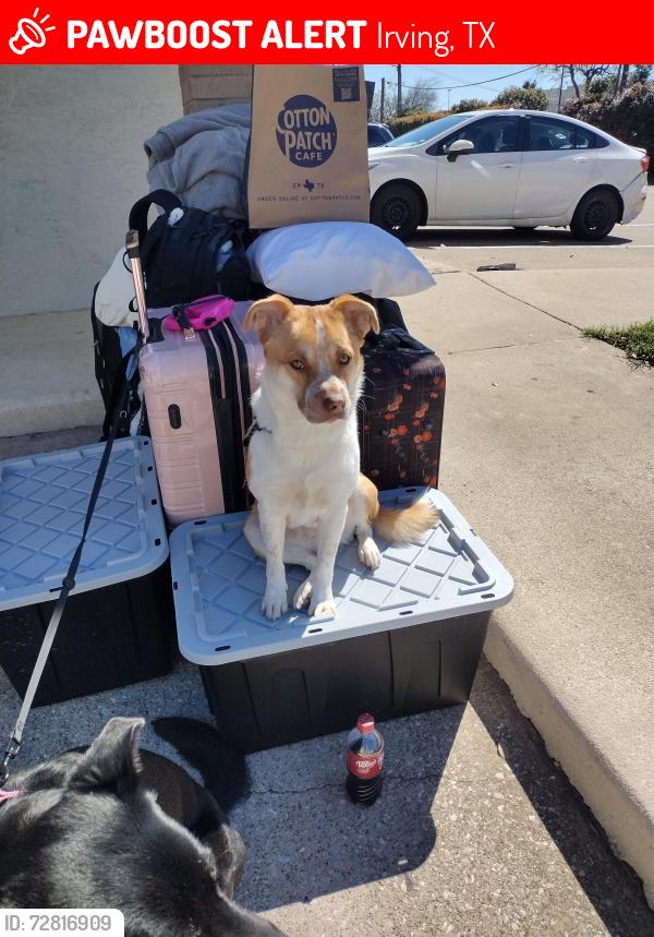 Lost Female Dog last seen Cowboys parkway and macarthur Blvd , Irving, TX 75063