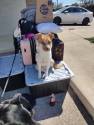 Lost Female Dog last seen Cowboys parkway and macarthur Blvd , Irving, TX 75063