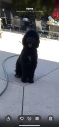 Lost Male Dog last seen Kiwanis park, Pomona, CA 91768