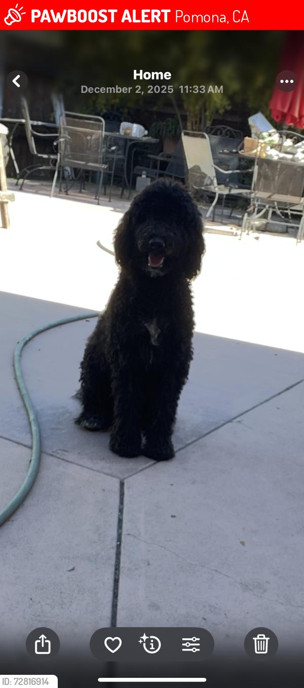 Lost Male Dog last seen Kiwanis park, Pomona, CA 91768