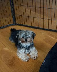 Lost Male Dog last seen Cedar lane and 9Aave.  Around the vet , Ossining, NY 10562
