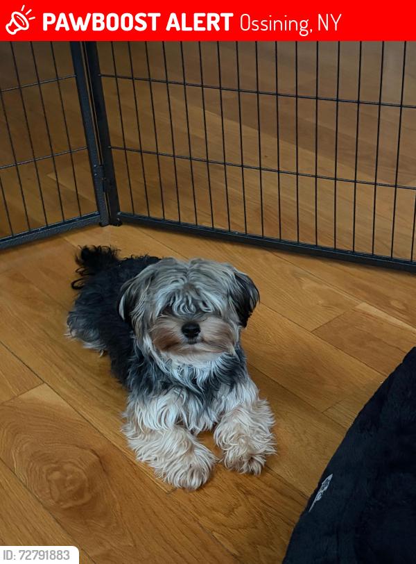 Lost Male Dog last seen Cedar lane and 9Aave.  Around the vet , Ossining, NY 10562