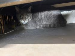 Found/Stray Unknown Cat last seen Hillside Elementary School, Madera County, CA 93636