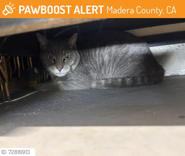 Found/Stray Unknown Cat last seen Hillside Elementary School, Madera County, CA 93636