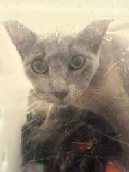 Shelter Stray Female Cat last seen Bexar County, New Braunfels, TX 78130