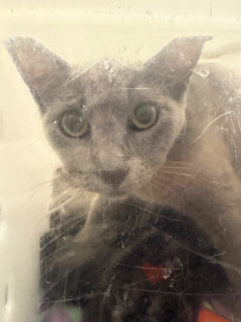 Shelter Stray Female Cat last seen Bexar County, New Braunfels, TX 78130