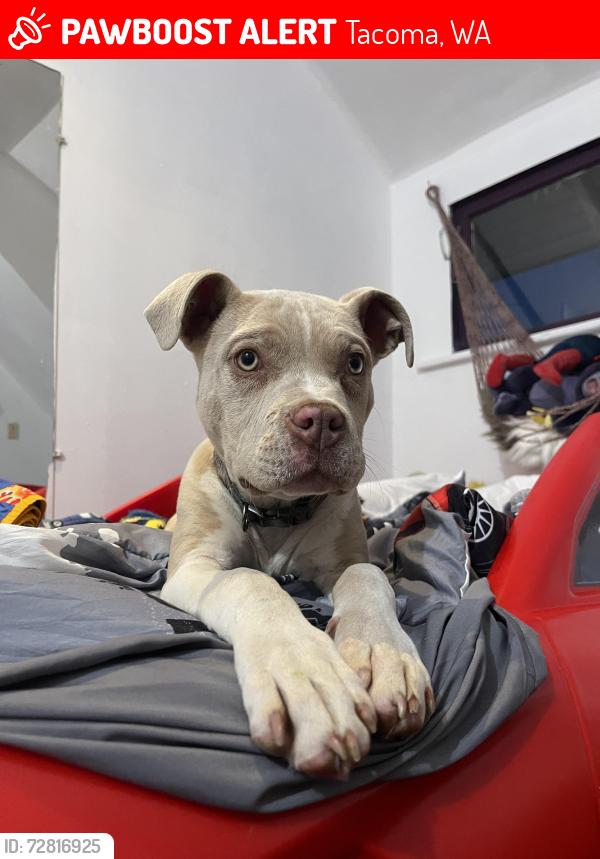 Lost Male Dog last seen 7/11 off Alder/Cedar Ave, Tacoma, WA 98405