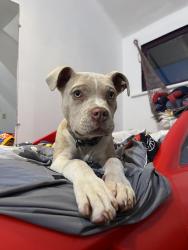 Lost Male Dog last seen 7/11 off Alder/Cedar Ave, Tacoma, WA 98405