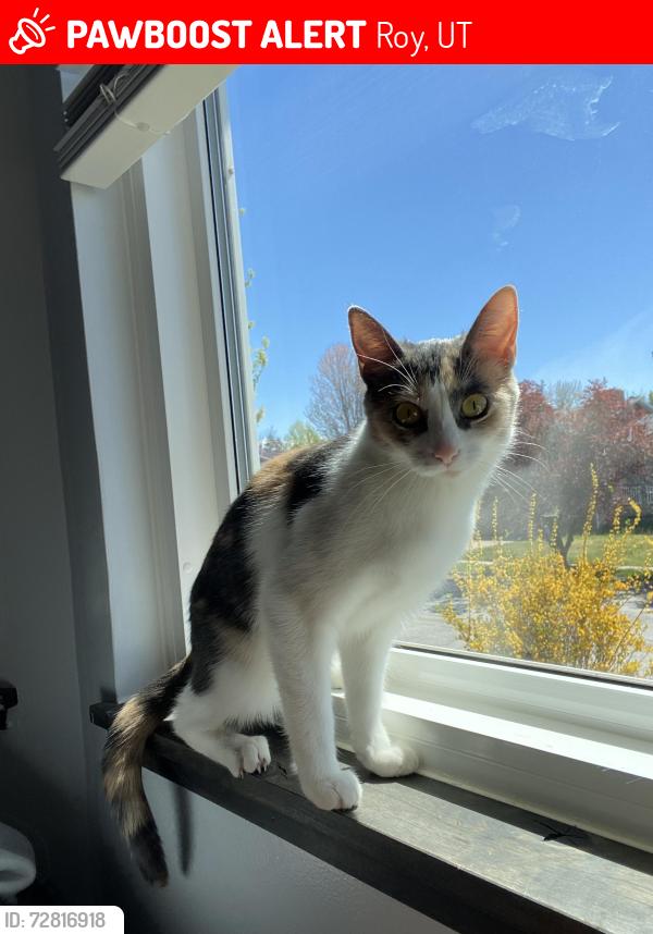 Lost Female Cat last seen Near S, Roy, UT 84067