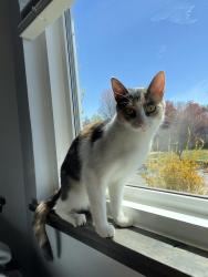 Lost Female Cat last seen Near S, Roy, UT 84067