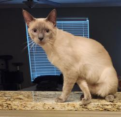 Lost Male Cat last seen Tpc pky/ Evans Rd, San Antonio, TX 78261