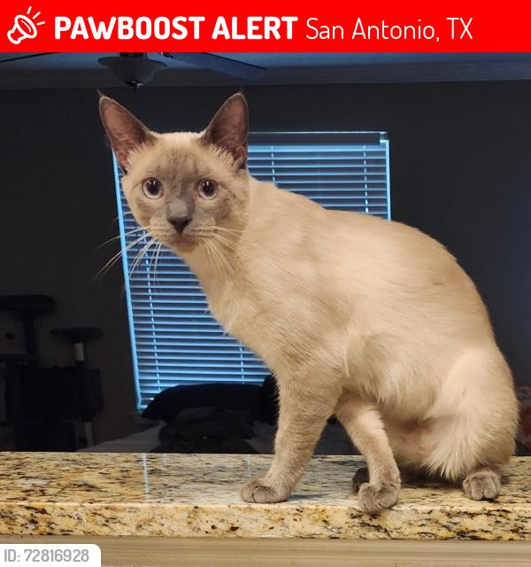 Lost Male Cat last seen Tpc pky/ Evans Rd, San Antonio, TX 78261
