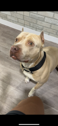 Lost Male Dog last seen 68th Pulaski , Chicago, IL 60629