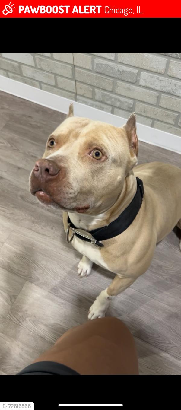 Lost Male Dog last seen 68th Pulaski , Chicago, IL 60629