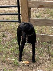Found/Stray Male Dog last seen Indian Ford Road, Valdosta, GA 31601