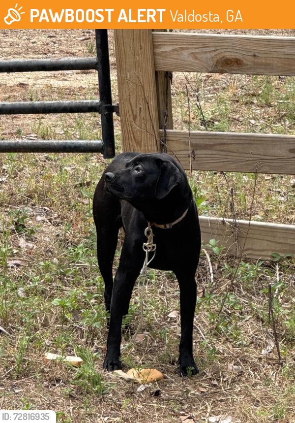 Found/Stray Male Dog last seen Indian Ford Road, Valdosta, GA 31601