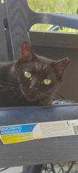 Lost Male Cat last seen 12th street, Ruskin, FL 33570