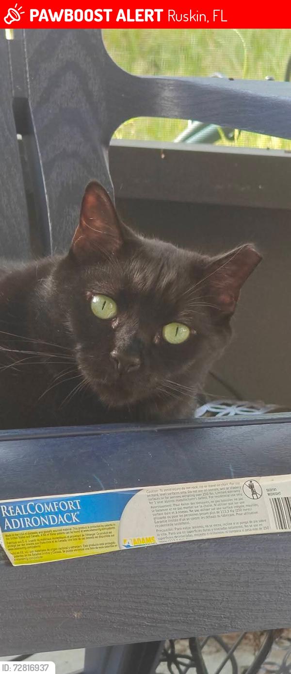 Lost Male Cat last seen 12th street, Ruskin, FL 33570