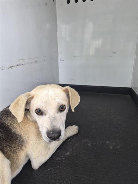 Shelter Stray Male Dog last seen Near BLK E 11TH ST, BAKERSFIELD CA, Bakersfield, CA 93307