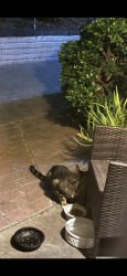 Found/Stray Unknown Cat last seen Fashion valley/Friars Rd, San Diego, CA 92108