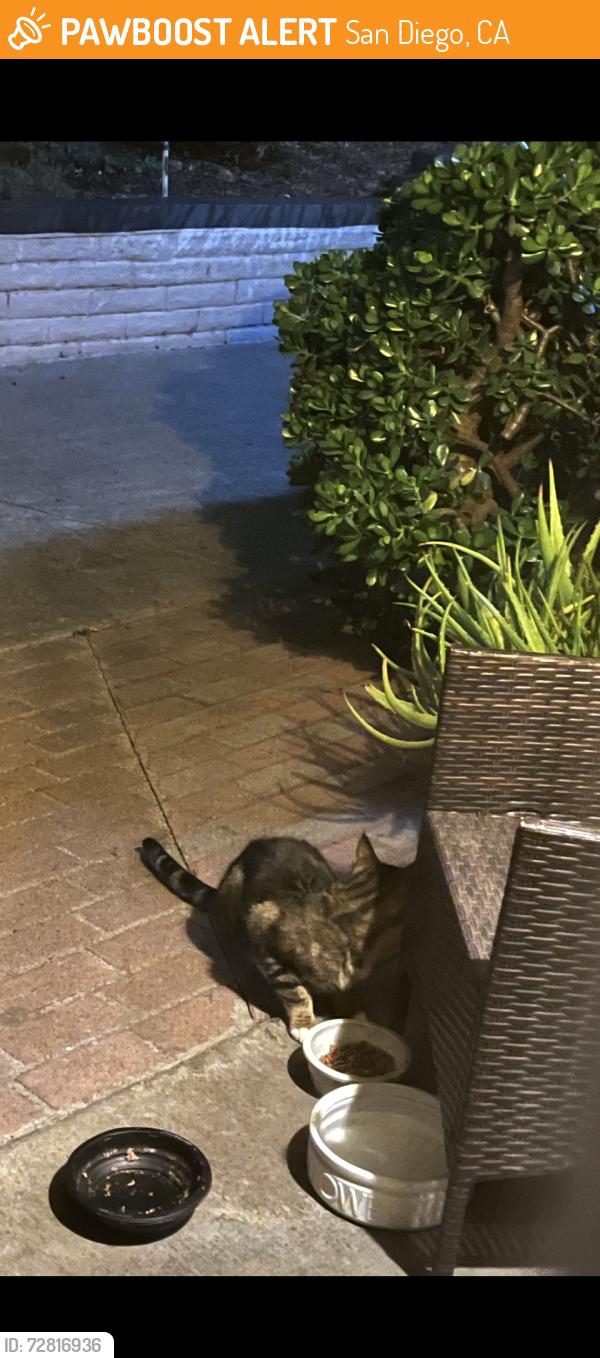 Found/Stray Unknown Cat last seen Fashion valley/Friars Rd, San Diego, CA 92108
