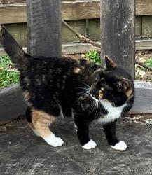 Lost Female Cat last seen Ida & dooly streets, Coats, NC 27521