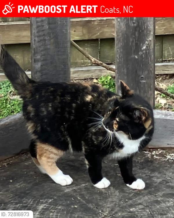 Lost Female Cat last seen Ida & dooly streets, Coats, NC 27521