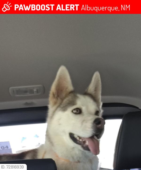 Lost Male Dog last seen Yale & Avienda Cesar Chavez , Albuquerque, NM 87106