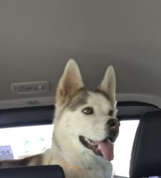 Lost Male Dog last seen Yale & Avienda Cesar Chavez , Albuquerque, NM 87106