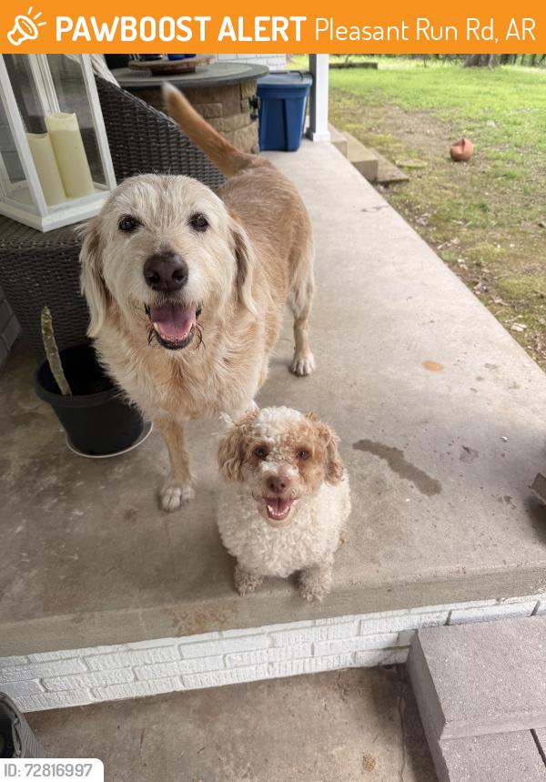 Found/Stray Unknown Dog last seen Off highway 70 , Pleasant Run Rd, AR 72087