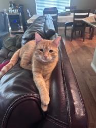 Lost Female Cat last seen Near Walmart on 65th, Loveland, CO 80538