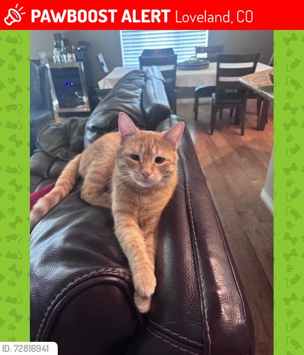 Lost Female Cat last seen Near Walmart on 65th, Loveland, CO 80538