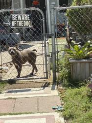 Lost Female Dog last seen Third street and Douty, in front of the 198 entrance , Hanford, CA 93230