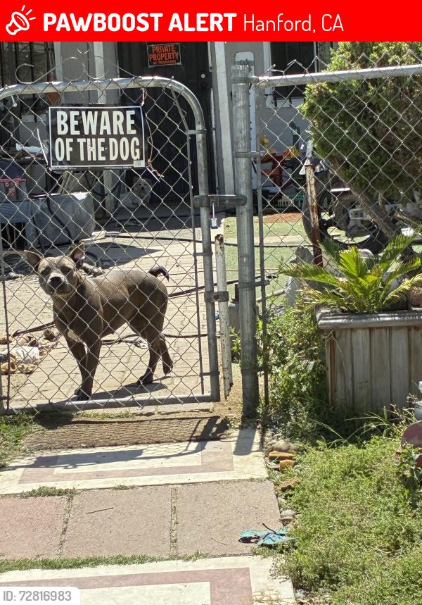Lost Female Dog last seen Third street and Douty, in front of the 198 entrance , Hanford, CA 93230