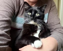Lost Male Cat last seen 32nd and Point Fos, Gig Harbor, WA 98335