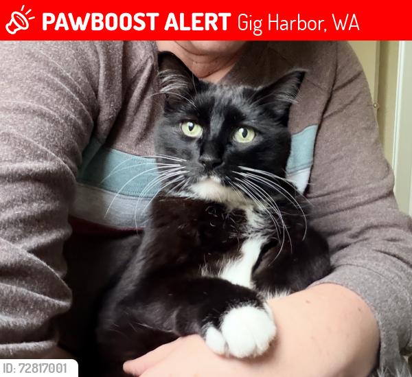 Lost Male Cat last seen 32nd and Point Fos, Gig Harbor, WA 98335