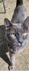 Lost Male Cat last seen Goldfinch and 38th. Lacey, Lacey, WA 98503