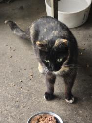 Found/Stray Female Cat last seen Hurstview ave  between California and Shamrock , Monrovia, CA 91016