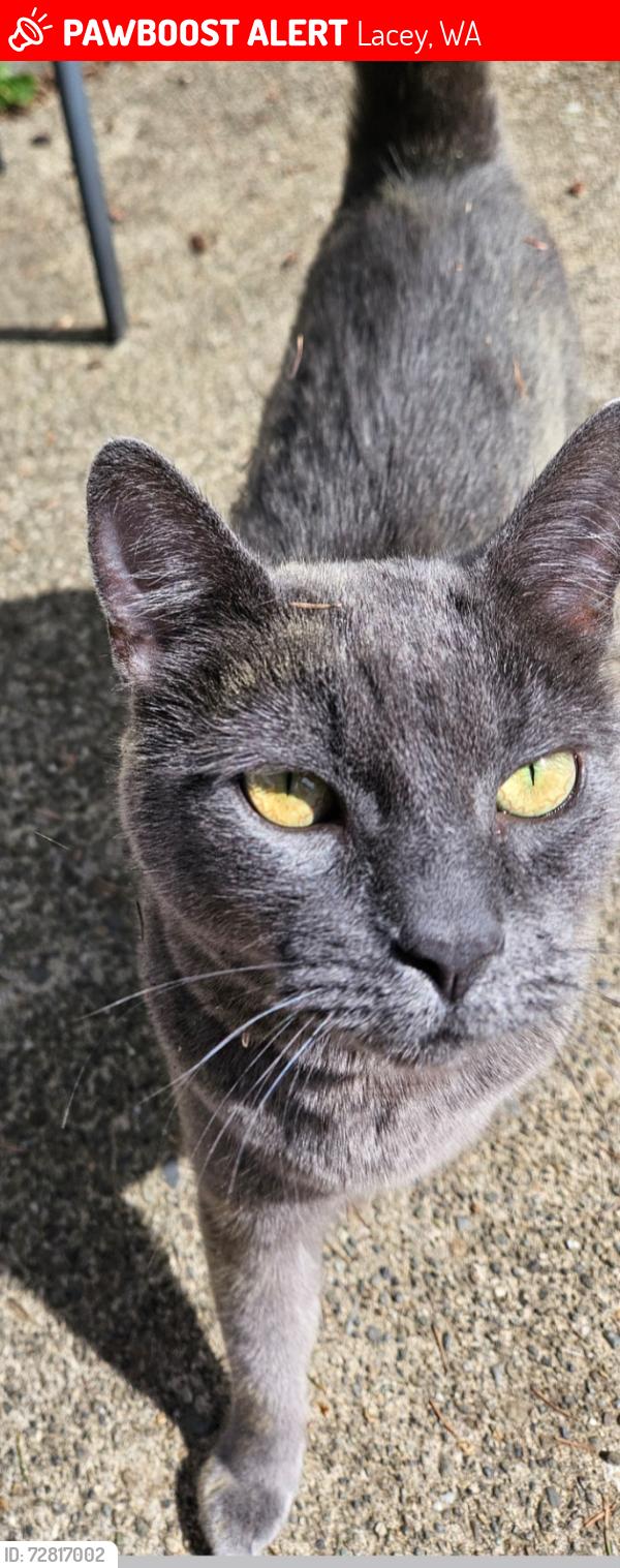 Lost Male Cat last seen Goldfinch and 38th. Lacey, Lacey, WA 98503