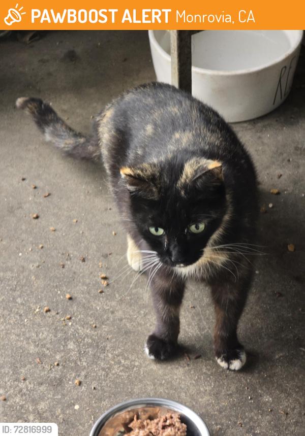 Found/Stray Female Cat last seen Hurstview ave  between California and Shamrock , Monrovia, CA 91016