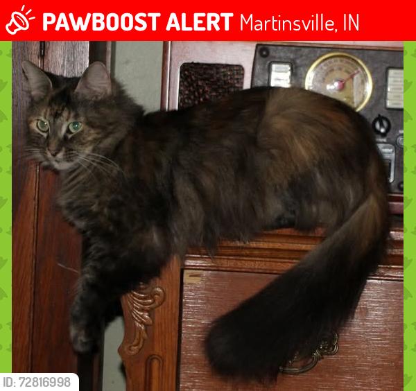Lost Female Cat last seen Morgan County, Indiana, Green twp, 0ff Perry Road. 6300s Perry Lane., Martinsville, IN 46151