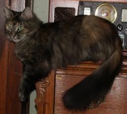 Lost Female Cat last seen Morgan County, Indiana, Green twp, 0ff Perry Road. 6300s Perry Lane., Martinsville, IN 46151