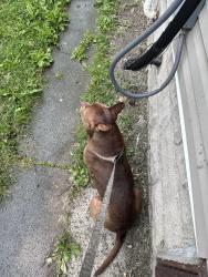 Found/Stray Male Dog last seen rural st, Indianapolis, IN 46201