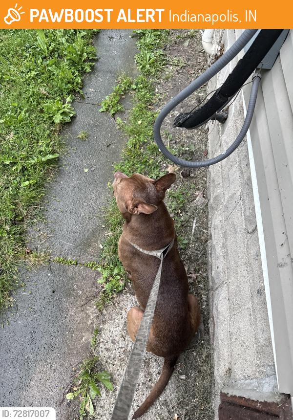 Found/Stray Male Dog last seen rural st, Indianapolis, IN 46201