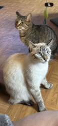 Lost Male Cat last seen Lee rd 117, Opelika, AL 36804