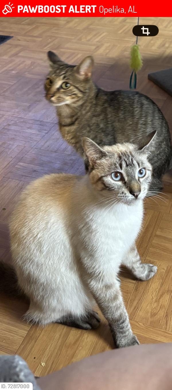 Lost Male Cat last seen Lee rd 117, Opelika, AL 36804