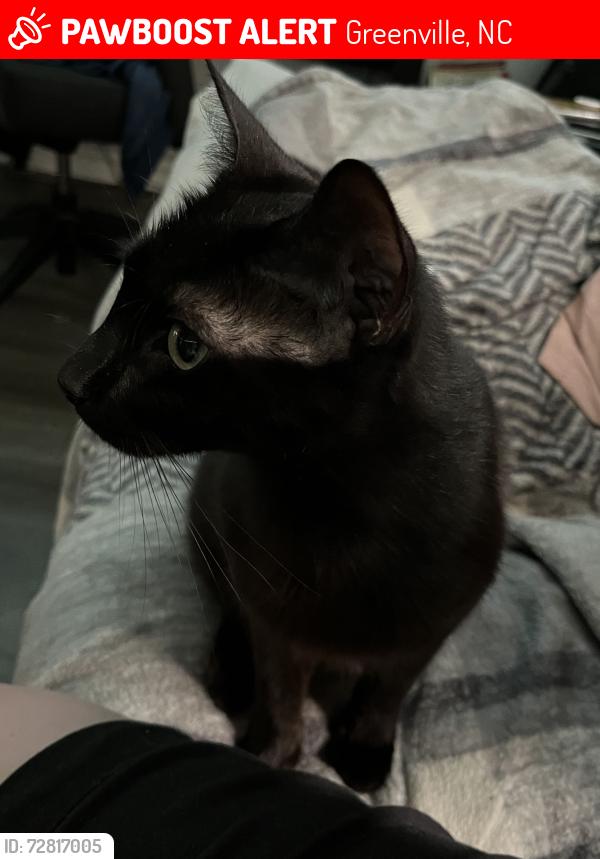 Lost Male Cat last seen Flemming School Rd & Belvoir Hwy, Greenville, NC 27834