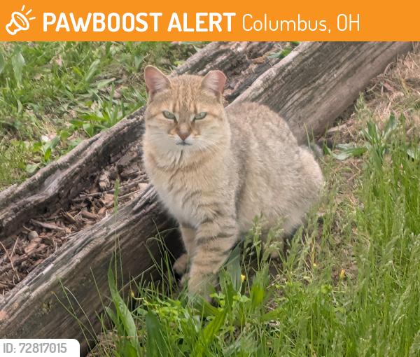 Found/Stray Unknown Cat last seen Under the car parked at this location. I let the residents know as well., Columbus, OH 43205