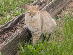 Found/Stray Unknown Cat last seen Under the car parked at this location. I let the residents know as well., Columbus, OH 43205