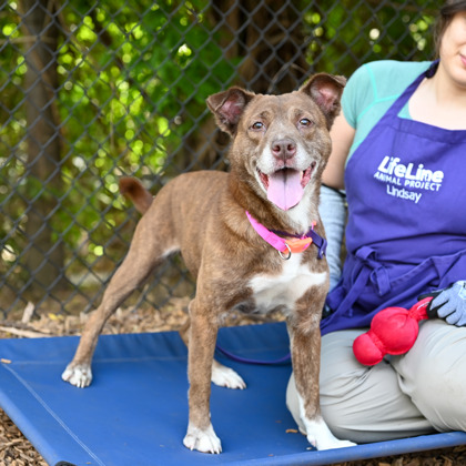 Shelter Stray Female Dog last seen Near Wood Terrace Ridge Atlanta, 30340,, 30340, GA, Atlanta, GA 30341